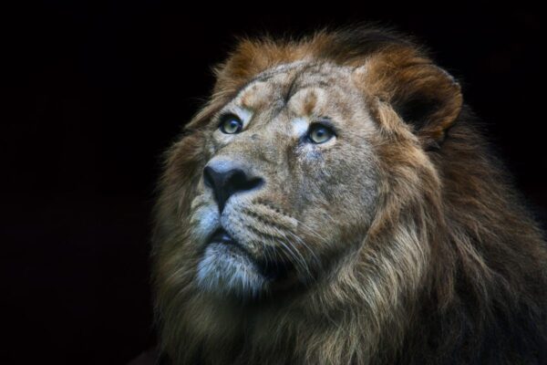 How the hunter becomes the hunted | HR Features - HR Magazine | HR Online