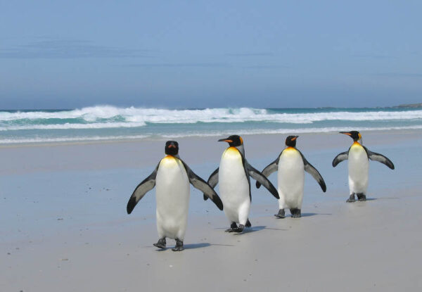 Snow, ice and lost lifeboats—team building on the South Pole | HR Training - HR Magazine | HR Online